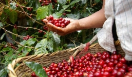 Giá cà phê hôm nay 21/9: Giá cà phê Robusta tiếp đà tăng, thị trường nội địa giảm nhẹ