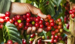 Giá cà phê hôm nay 22/9: Giá cà phê trong nước đứng yên trước thềm mùa vụ mới