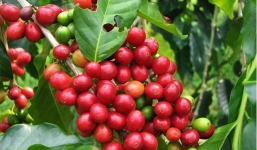 Giá cà phê hôm nay 25/9: Thị trường nội địa giảm nhẹ, giá cà phê thế giới biến động bất ngờ