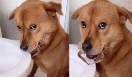 Chú chó biểu cảm 'ăn năn' khi bị phát hiện hành động lén lút, sự thật đằng sau khiến chủ nhân 'khóc dở mếu dở'