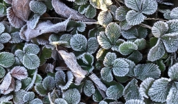 Thời tiết 10 ngày (5-15/12): Không khí lạnh rất mạnh tăng cường, giữa tháng mưa rét