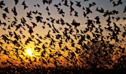 Bí ẩn ngôi làng 'gọi' chim chóc về quyên sinh