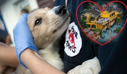 Hội An - Thành phố đầu tiên tại Việt Nam 'nói không' với tiêu thụ thịt chó mèo
