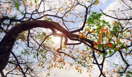 Dự báo thời tiết 21/12: Có mưa vài nơi, sáng sớm có nơi có sương mù 