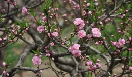 Thời tiết 10 ngày tới trên cả nước (6-16/1): Rét đậm, rét hại gây mưa rải rác giữa tháng Chạp