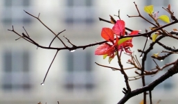 Dự báo thời tiết 9/1: Hà Nội sáng sớm trời mưa nhỏ, mưa phùn rải rác