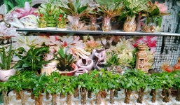 12 con giáp trồng cây gì năm Nhâm Dần 2022 để hợp phong thủy, rước tài lộc