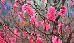 Dự báo thời tiết Tết Nhâm Dần 2022: Bắc Bộ chìm trong giá rét, Trung Bộ không mưa