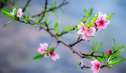 Thời tiết 10 ngày tới trên cả nước (21-31/1): Đêm Giao thừa mưa rét, nhiều nơi rét đậm