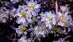 Đợt rét kỷ lục trong lịch sử, 40 năm mới có một lần ở Bắc Bộ 