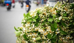 Thời tiết 10 ngày tới trên cả nước từ 2-12/3: Mưa phùn rải rác, sương mù kèm nồm ẩm