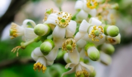 Thời tiết 10 ngày tới trên cả nước 17-27/3: Đêm và sáng sớm trời lạnh, mưa rào cục bộ