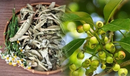 Tác dụng giải nhiệt tuyệt vời của lá vối mùa hè: Lá vối tươi và khô loại nào tốt hơn?