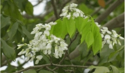 Tác hại của hạt cây thàn mát gây cá chết hàng loạt