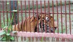 Vụ hổ cắn đứt tay người: Thông tin bất ngờ về chủ cơ sở nuôi nhốt thú ở Bình Dương