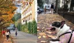 Cần gì sang Hàn Quốc, bên trong trường ĐH Sư Phạm Hà Nội cũng có con đường tình yêu đẹp như mơ