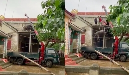 Sau khi lũ rút, trâu ở trên ...nóc nhà người dân phải dùng máy cẩu đưa xuống