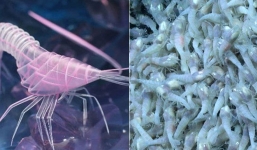 Loài tôm ‘bất tử’, dù luộc trong nước bao lâu cũng... không chín nổi