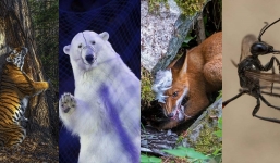 Bức ảnh đoạt giải nhất danh giá trong cuộc thi Ảnh động vật hoang dã năm 2020