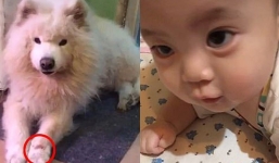 Sốc: Bà mẹ sinh con có đặc điểm ‘y hệt’ cún cưng đã ‘ra đi’ lúc mang thai