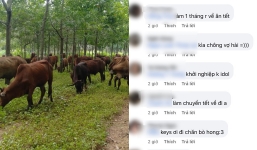 Sau một đêm, nghề chăn bò bỗng hot MXH, người người rủ nhau đi... ứng tuyển vì lí do đặc biệt