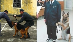 Cảnh khuyển năng nổ bắt tội phạm nhưng lần đầu khen thưởng bỗng bẽn lẽn, yếu đuối lạ lùng