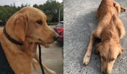 Chú chó buồn bã tưởng bị bỏ rơi, trốn 100km về với chủ cũ, ai dè sự thật ‘phũ phàng’