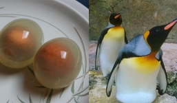 Trứng chim cánh cụt – đặc sản hiếm giới siêu giàu cũng không thể mua được