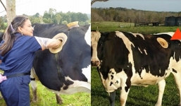 Bàng hoàng những con bò bị khoan lỗ trên thân để khỏe mạnh, vướng tranh cãi nhân đạo gay gắt