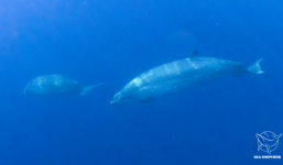 Xuất hiện loài thủy quái mới chưa từng thấy trên thế giới