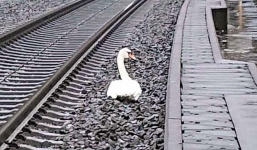 1 con thiên nga có ‘nỗi khổ tâm’, ngồi lì giữa đường ray khiến 20 chuyến tàu hủy bò, 23 chuyến trễ giờ