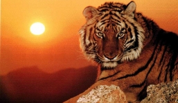 3 con giáp nên ăn mừng vì có tin vui bất ngờ trong ngày cuối cùng năm 2020