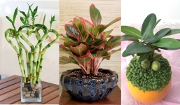 5 loại cây nên có ngay đầu năm mới để kích tài lộc ‘ồ ạt’ vào nhà
