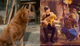 Cù Trọng Xoay ‘phản ứng’ khi bị cho là PR ‘lố’ cho Cậu Vàng: ‘Phản đối bạn vin vào chú chó giống Nhật Bản để thể hiện lòng yêu nước’