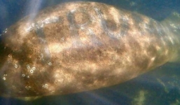 Khắc chữ ‘TRUMP’ lên lưng lợn biển, thủ phạm bị truy tìm với mức thưởng treo tới hơn 100 triệu đồng