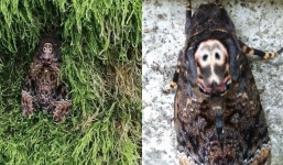 Bỗng xuất hiện loài bướm kì dị có khả năng ‘nói’ tại Cao Bằng