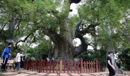 Cây trăm tuổi là ‘muỗi’, Việt Nam có cây dã hương nghìn tuổi ‘thọ’ nhất thế giới