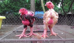 Gà Đông Tảo siêu ‘hiếm’, trả 20 triệu vẫn không thể mua được ăn Tết