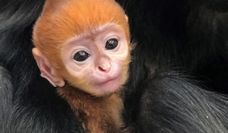 Bé khỉ Mỹ bị mẹ bỏ rơi, bất ngờ được nhân viên vườn thú đặt bằng tên Việt siêu dễ thương