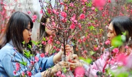 Cây đào trăm tuổi trị giá gần trăm triệu được người Hà Nội ‘săn đón’ về chơi Tết 