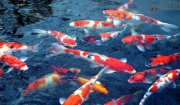 Cô gái trẻ gây sốc khi tự tay nấu súp nguyên đàn cá Koi do chính mình nuôi