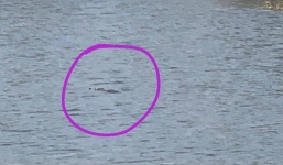 2 con cá sấu ‘bơi lội’ trong hồ nước Vũng Tàu khiến dân tình ‘phát hoảng’