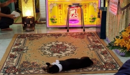 Chú chó đeo khăn tang, nằm lặng 2 ngày trước quan tài chủ nhân: ‘Hàng xóm nói nó dữ lắm’