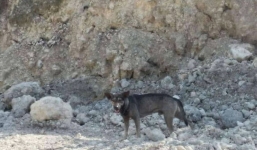 Em bé sơ sinh bị bỏ rơi được cứu sống nhờ một chú chó cỏ