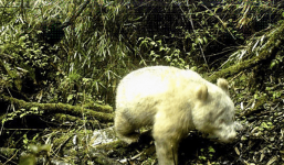 Gấu trúc bạch tạng duy nhất thế giới bất ngờ ‘tái xuất’ với bộ lông vàng đi, mắt đỏ 