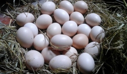 Biểu cảm đáng yêu chú chó làm ‘trứng tặc’ bị chủ phát hiện vì dắt 'cả nhà cả họ' đi trộm