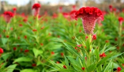 12 con giáp hợp chơi hoa Tết nào để tài lộc ‘ào ào’ vào nhà’ năm Tân Sửu 2021?