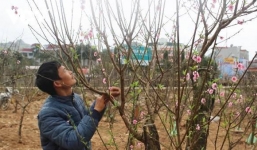 Làng đào Hải Dương bị thương lái hủy mua, đòi tiền cọc vì dịch Covid-19 bùng phát