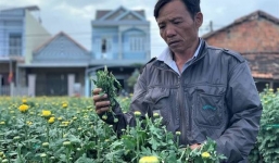 400 chậu cúc bị phá gây phẫn nộ CĐM ở Quảng Ngãi đã được ‘giải cứu’
