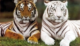 Tuổi Nhâm Dần 1962 nên hướng xuất hành, giờ xuất hành nào trong năm mới 2021?